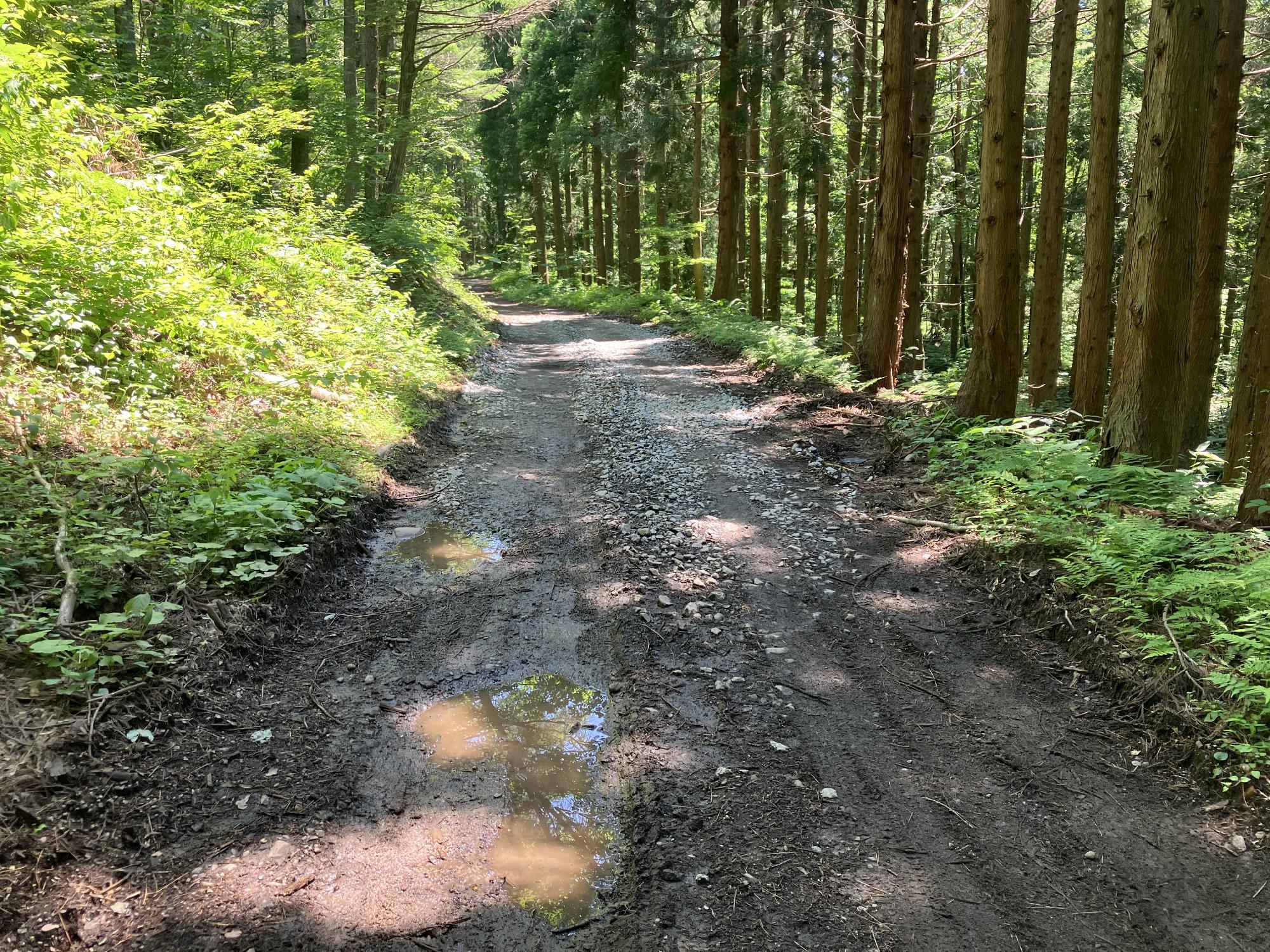 R8千古の森道路状況1