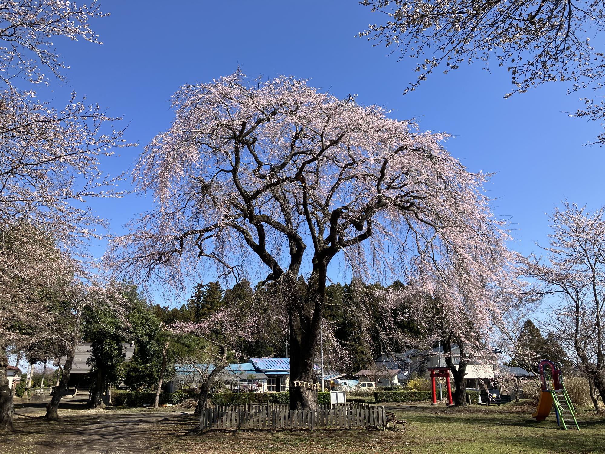 広原神社シダレヒガン桜