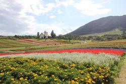 青空の下で、黄色や白や赤色の花が咲き誇っている花畑が広がっている写真