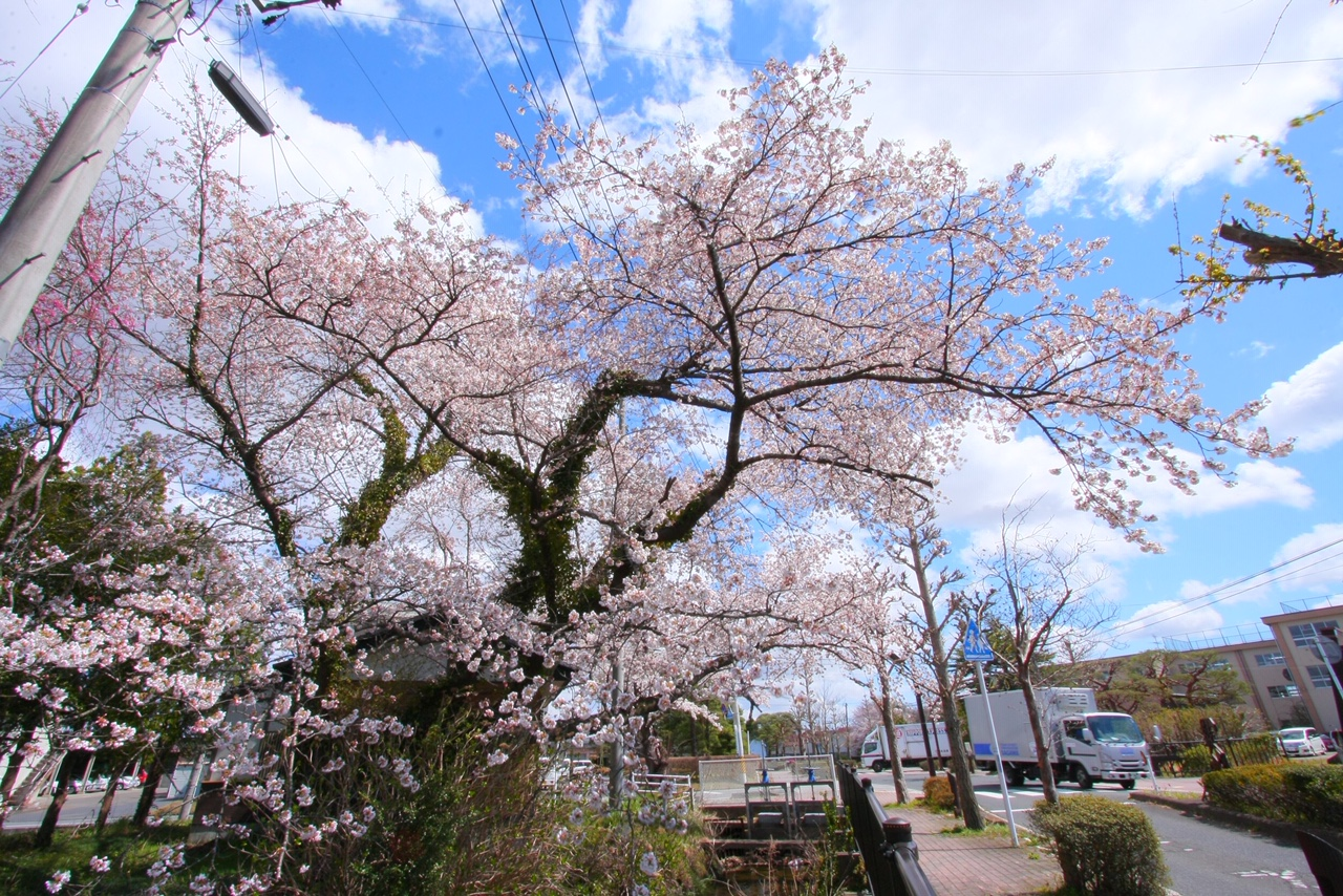 市街地の道路沿いに、満開の桜が咲いている写真