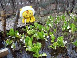 小さな沼に水芭蕉の花が咲き誇っている様子を、黄色い猫の着ぐるみが見ている写真