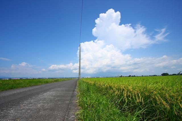 抜けるような青空の下に、黄色い穂をつけた緑の田んぼが広がっている写真