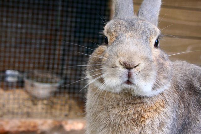 飼育小屋にいる丸い顔をしたウサギが、こちらをじっと見ている写真