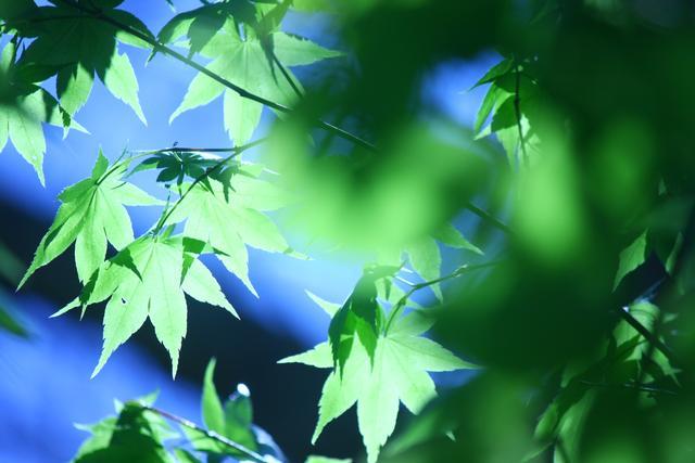緑色のモミジが枝を伸ばし、葉が光に透けている写真