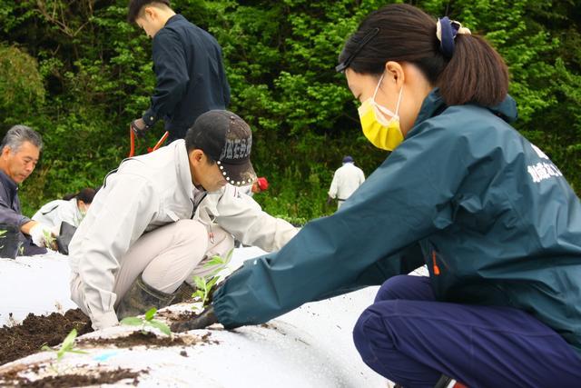 田んぼでしゃがみながら植え込み作業を行う人達の写真