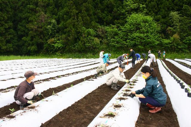 少し離れたアングルから作業者と田んぼを撮影した写真