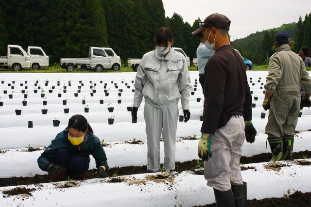 等間隔に植え込まれた苗を見つめる北川隊員と坂上隊員の写真