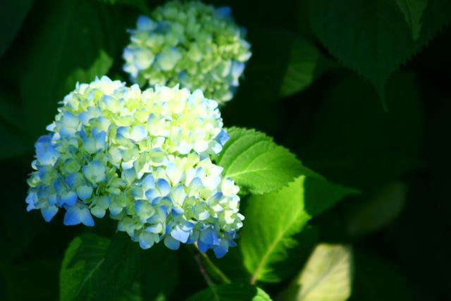 花びらの端が水色に染まっているアジサイの花の写真