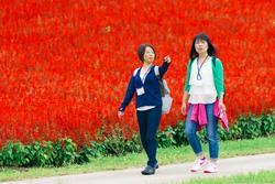 自然豊かな散歩道を散策している女性2名の写真
