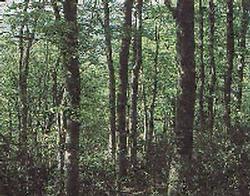 ブナの木がたくさん生えている森林の写真