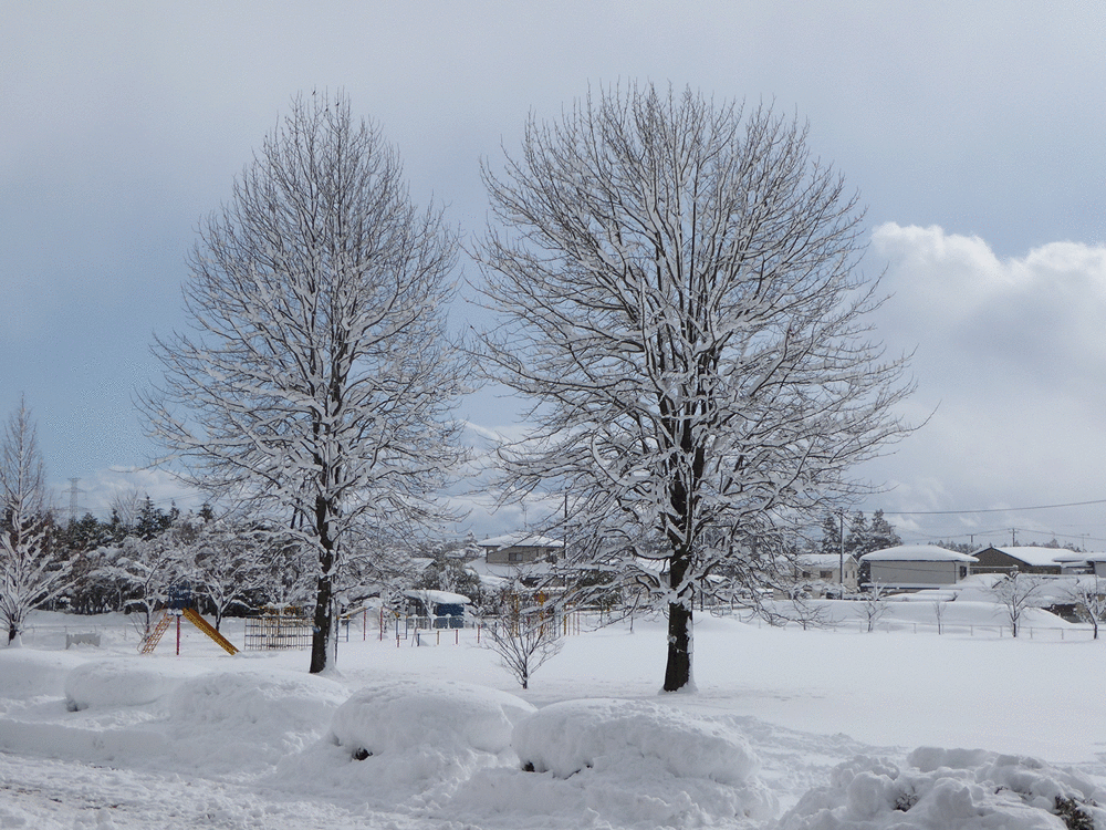白銀に染まる校庭と、枝に雪が積もっている2本の木を映した写真