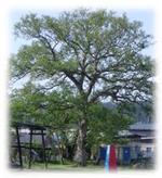 校庭の南端にある大木の「柳」の全体写真