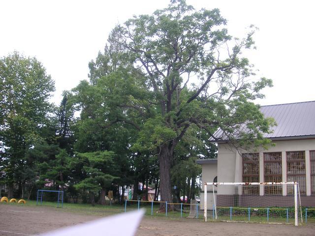 校舎のすぐ傍に立っている樹木が葉を生い茂らせている写真