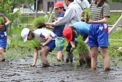 青々とした苗を片手に持って、田植えをしている子どもたちの写真