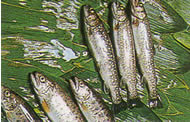 6匹の魚が複数の緑の葉の上に置かれている様子